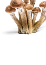Mushroom - Image 4