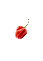 Tabasco Pepper